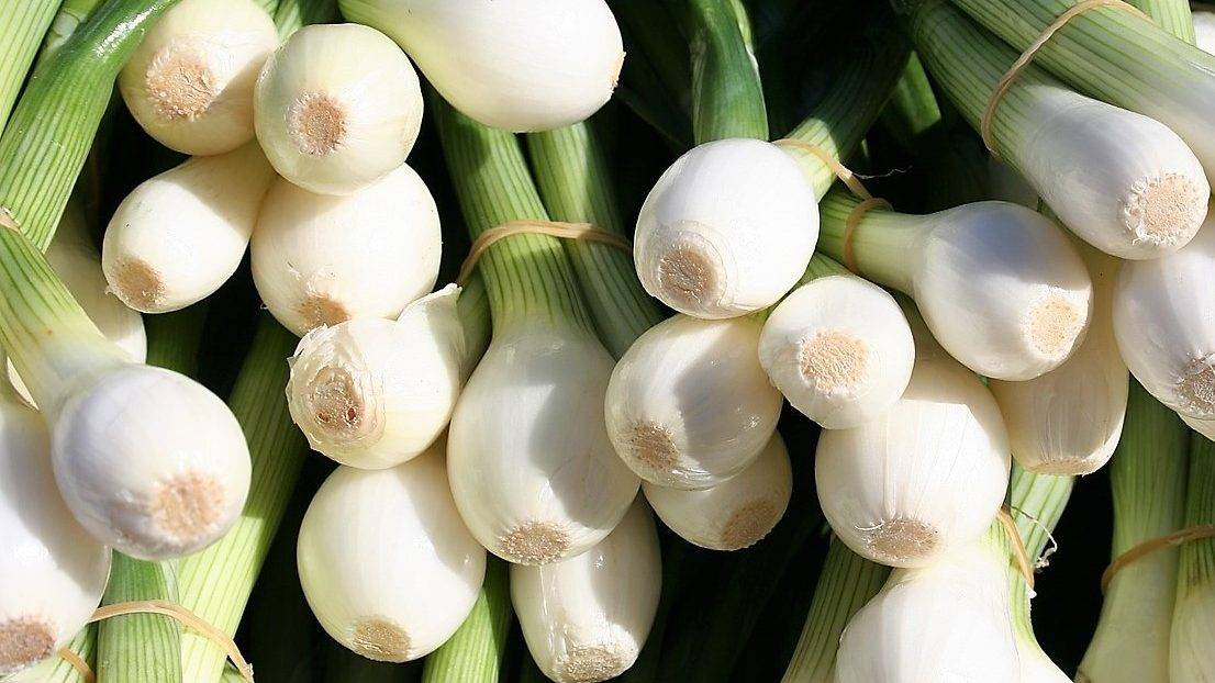 cebolla blanca Akira